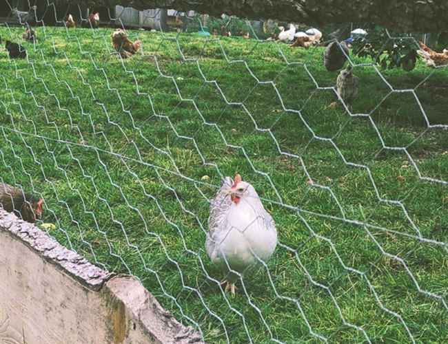 Hete Ondergedompelde Gegalvaniseerde Kip Mesh Fence 22 Maat 25mm Hexagonaal Gat 1