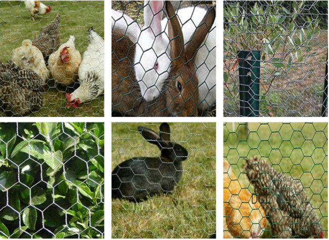 De hexagonale Hete Onderdompeling galvaniseerde 6ft Lang Kippegaas Mesh For Bird Cage 1